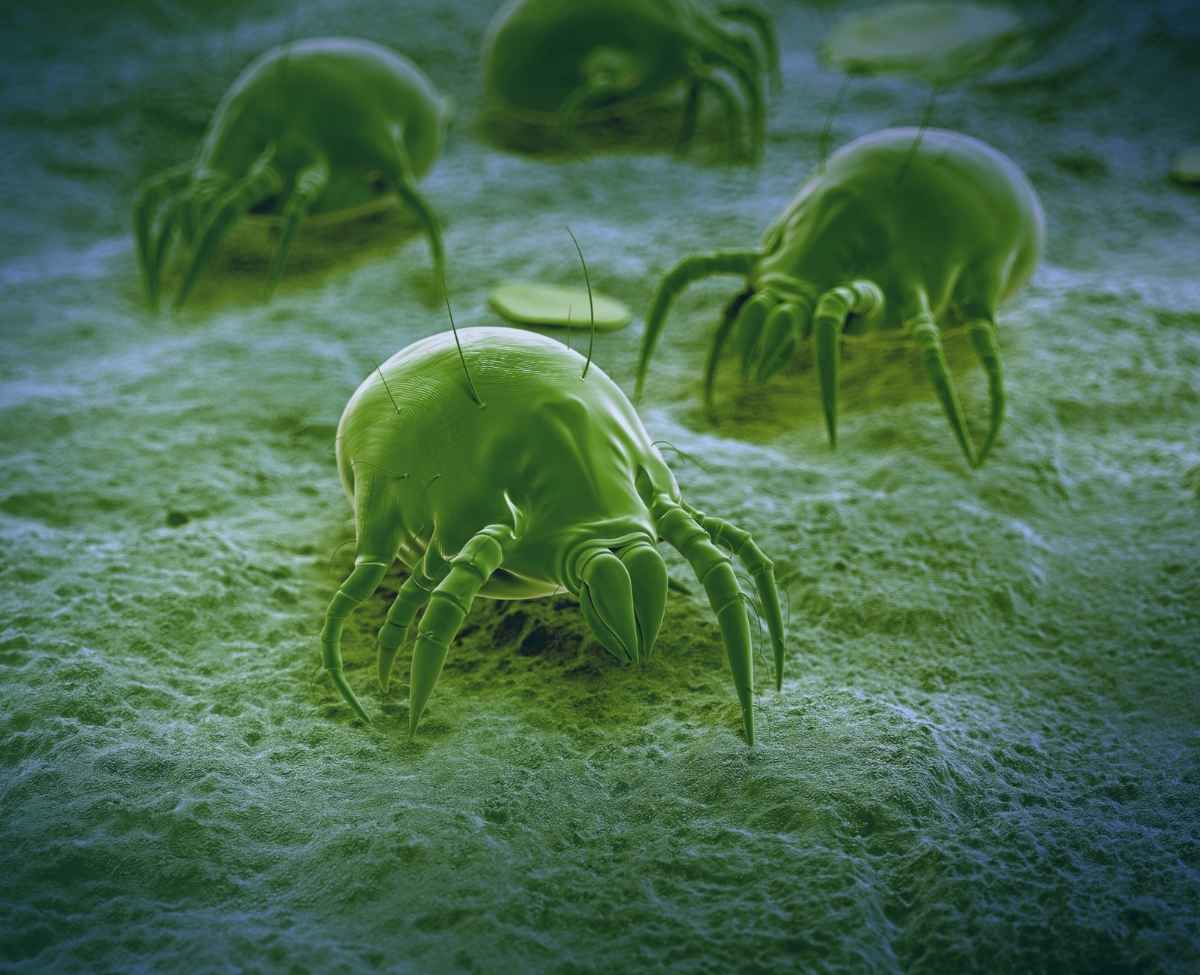 The Best Dust Mite Air Purifier Consumer Reviews The Ozone Hole