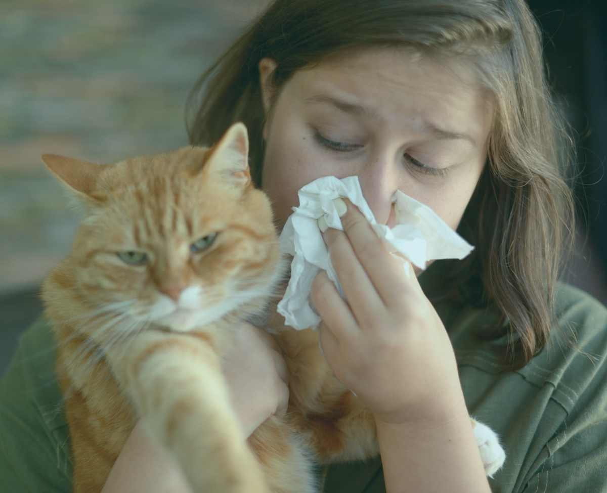 The Best Air Purifiers for Cat Allergies ǀ Cat Dander