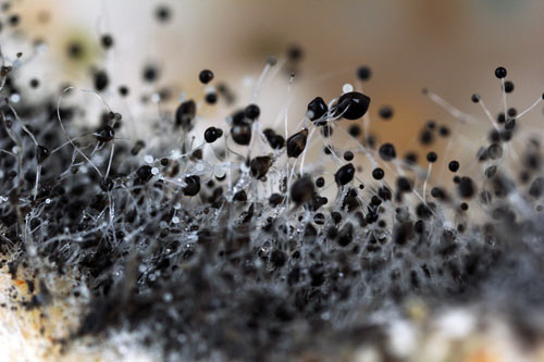 mold spores